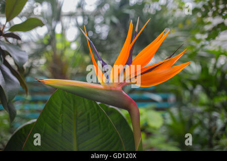 Strelitzia reginae fleur(oiseau du paradis, crane fleur). Close up shot. Banque D'Images