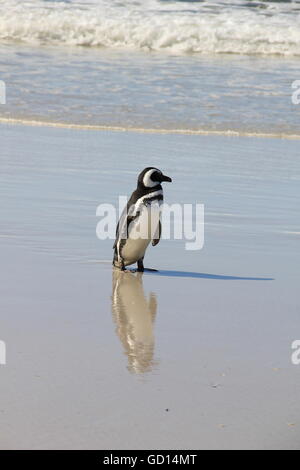 Magellanic penguin walking on the beach Banque D'Images