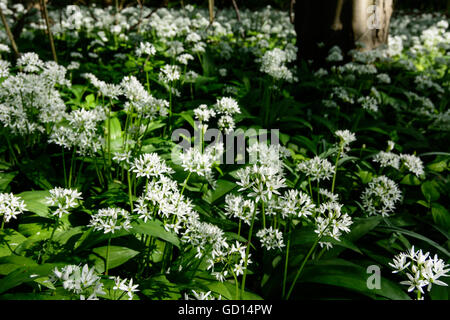 Nationalpark Donauauen, le Parc National Danube-Auen : Allium ursinum ail sauvage ( ) dans la plaine du Danube, Aust Banque D'Images