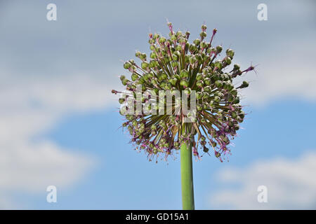 Un oignon vert poireau allium capitule avec purple pink blossom sur fond de ciel bleu nuageux, low angle view, Close up Banque D'Images
