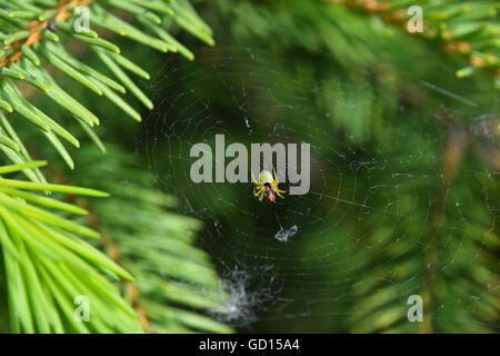 Araignée et sa proie dans le centre d'insectes de cobweb sur fond vert sapin epicea pin chez les aiguilles, web endommagé Banque D'Images