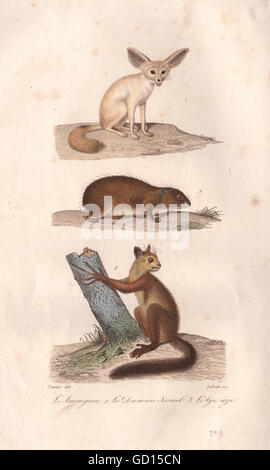 Mammifères : Anonyme (Fennec Fox) ; Israël Daman (cobaye) ; Aye Aye. BUFFON, 1837 Banque D'Images