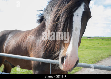 Un beau cheval brun avec un flash blanc dans un pâturage pâturage Banque D'Images