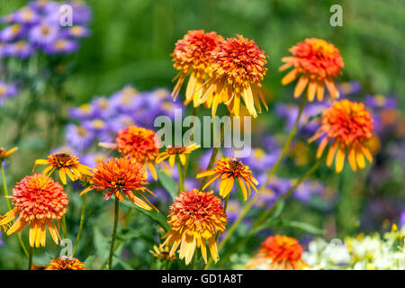 Orange Coneflower Echinacea 'Marmalade' Banque D'Images