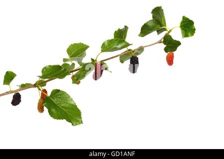 Le mûrier blanc - branche avec fruits isolé sur fond blanc Banque D'Images