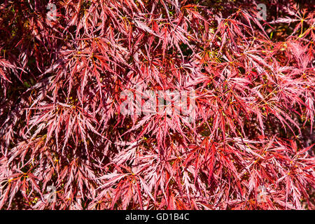 Barbe rouge, érable érable japonais fente fente, Acer palmatum dissectum, Banque D'Images