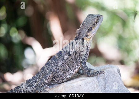 Dragon de l'eau d'Australie, Queensland, Australie Banque D'Images