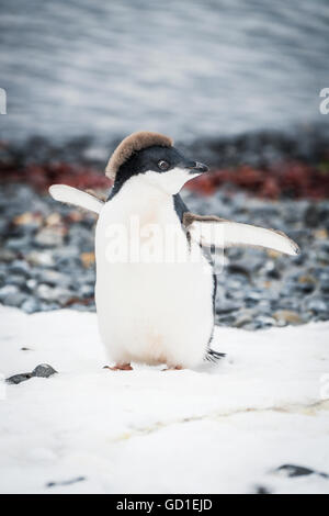 Adelie penguin chick (Pygoscelis adeliae) plage de galets de neige sur l'Antarctique ; Banque D'Images