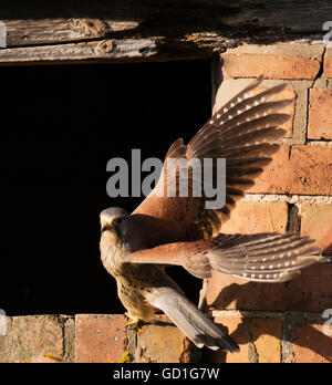 Homme sauvage crécerelle (Falco tinnunculus), décollant de l'extérieur du nid, Warwickshire Banque D'Images