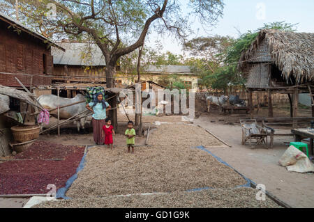 Mère de deux enfants en face de l'arachide mis à sécher. L'agriculture dans les régions rurales du Myanmar (Birmanie). Zébus en arrière-plan. Banque D'Images