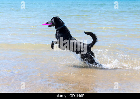 Chien Noir attrape un frisbe en jouant sur la plage Banque D'Images