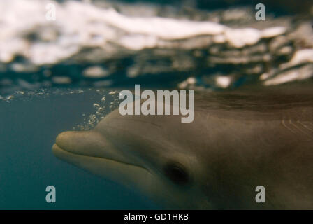 Sanctuary Bay, Grand Bahama. Bahamas. UNEXSO. Nager programme et rencontre avec les dauphins. Cocoon est 52 ans et joué dans le film. Banque D'Images