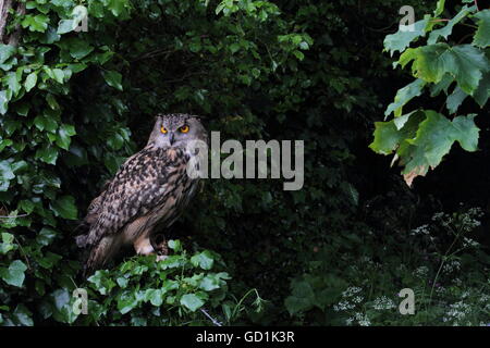 Eagle Owl (Bubo bubo) Banque D'Images