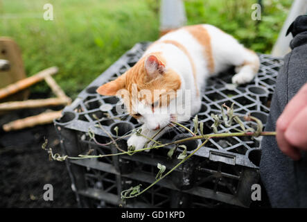 Tom cat ludique comme vu avec son propriétaire qui tient une brindille pour qu'il puisse jouer avec, au début de l'été. Banque D'Images