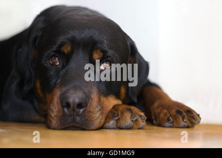 Rottweiler portrait. Le chien est allongé sur le sol et à la recherche en appareil photo. Banque D'Images