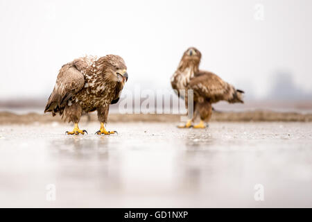 Deux mineurs à queue blanche (Haliaeetus albicilla) regarder la pêche sous la glace sur un lac gelé Banque D'Images