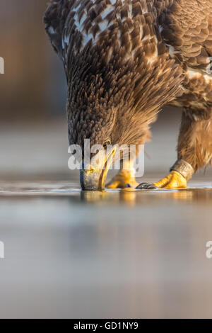 La pygargue à queue blanche (Haliaeetus albicilla) boire d'un lac Banque D'Images