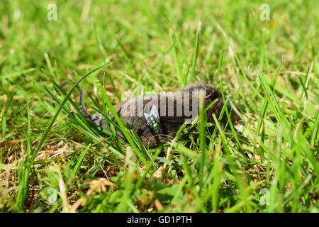 Mouche bleue sur le côté d'une souris morte dans un champ d'herbe Banque D'Images