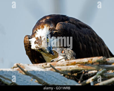 L'alimentation de la mère d'Osprey Chick Banque D'Images