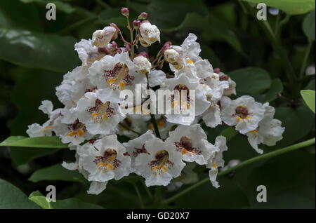 Close up of Indian Bean Tree fleurs ou Catalpa bignonioides, Sofia, Bulgarie Banque D'Images