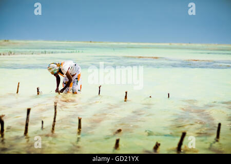 Agriculteur d'algues, l'île de Zanzibar, Tanzanie, Afrique orientale, Afrique du Sud Banque D'Images