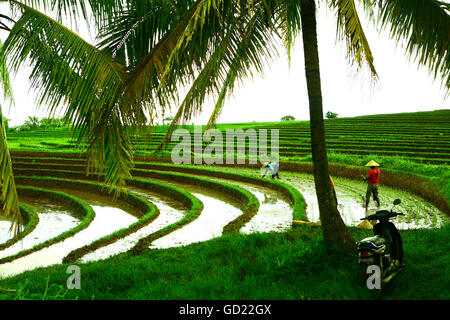 Des rizières en terrasses à Ubud, Bali, Indonésie, Asie du Sud, Asie Banque D'Images