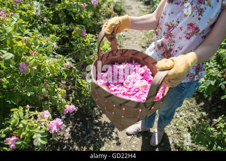 Woman picking couleur des roses d'oléagineux. Roses de la récolte. Banque D'Images