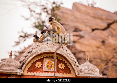 Singe assis dans la citerne abandonnée, Jaipur, Rajasthan, Inde, Asie Banque D'Images