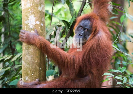 L'orang-outan (Pongo Abelii femelle) dans la jungle près de Bukit Lawang, parc national de Gunung Leuser, Nord de Sumatra, Indonésie, Asie Banque D'Images