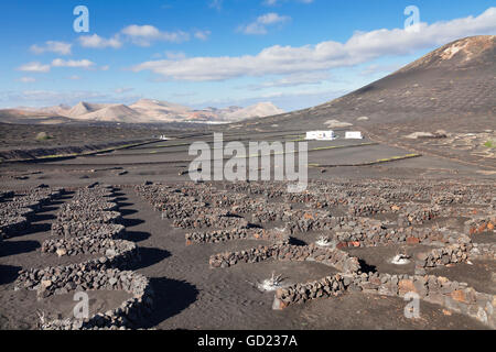 District viticole de la Geria, Lanzarote, îles Canaries, Espagne, Europe, Atlantique Banque D'Images