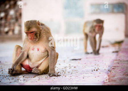 Monkey spectateurs pendant le Festival Holi Fleur, Vrindavan, Uttar Pradesh, Inde, Asie Banque D'Images