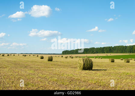 Les balles rondes de paille de l'herbe sur les champs en pente. Banque D'Images