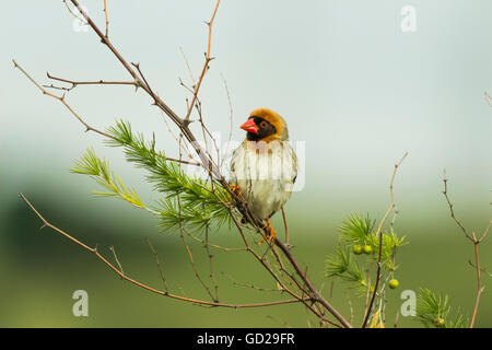 Bec rouge Quelea assis sur une branche avec un arrière-plan flou Banque D'Images