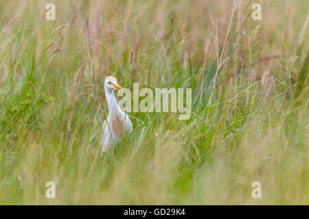 Egret, à l'herbe la chasse une sauterelle Banque D'Images
