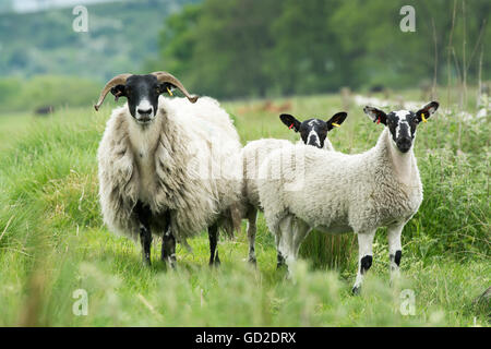 Type de Hexham brebis Blackface avec deux agneaux à pied. Northumberland, Royaume-Uni. Banque D'Images