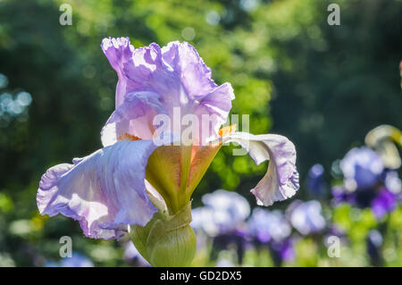 Des teintes de violet élégant iris rose capitule. Banque D'Images