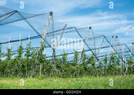 Plantation de pommiers et de protection contre la grêle et les oiseaux des filets Banque D'Images