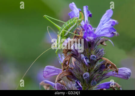 Sauterelle Nepeta kubanica Fleur Close-up Bloom Tettigonia viridissima Grande nymphe verte de brousse-cricket jeune Banque D'Images