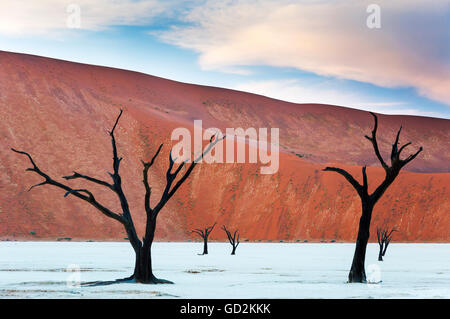 Les arbres morts et les dunes rouges dans le Dead Vlei, Sossusvlei, Namibie Banque D'Images