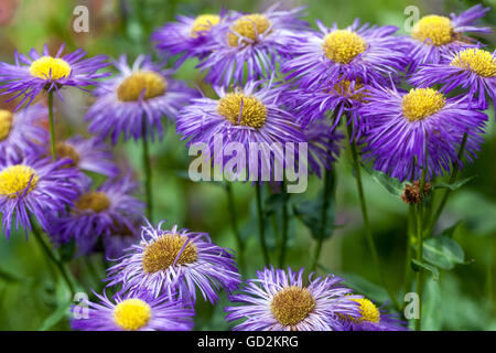 L'Erigeron 'Strahlenmeer' Vergerette, Banque D'Images