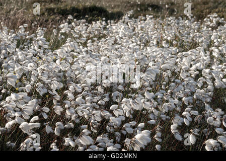 La linaigrette dans le vent sur la lande du Nord de l'Angleterre. Banque D'Images