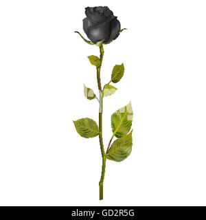 Rose Noir réaliste. EPS 10 Illustration de Vecteur