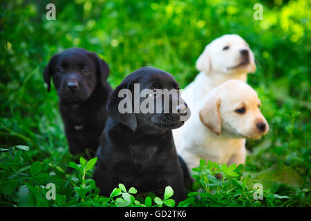 Groupe d'adorables chiots golden retriever dans la cour sur l'herbe verte Banque D'Images