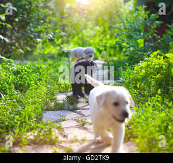 Groupe d'adorables chiots golden retriever dans la cour Banque D'Images