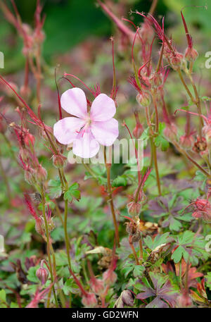 Géranium sanguin Geranium dalmaticum dalmates - endémique de la Croatie Banque D'Images