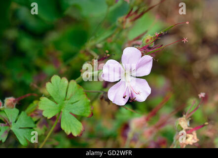 Géranium sanguin Geranium dalmaticum dalmates - endémique de la Croatie Banque D'Images