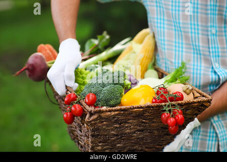 Panier rempli de légumes frais dans les mains d'un homme portant des gants Banque D'Images