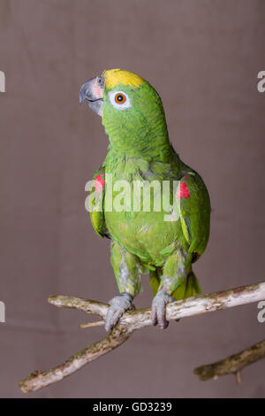 Shot verticale de perroquet vert perché sur une brindille de bois. Il s'agit d'une couronne jaune Amazon d'Amérique du Sud. Banque D'Images