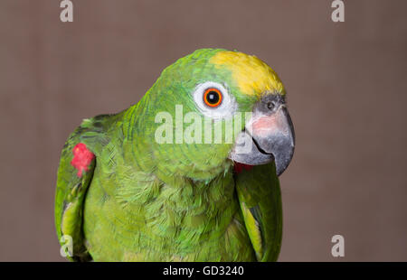 Head shot of a couronné jaune Amazon Parrot. Il s'agit d'un perroquet vert d'Amérique du Sud. Banque D'Images