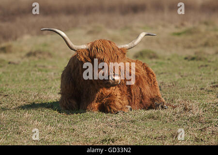 Photo d'une vache Highland au repos Banque D'Images